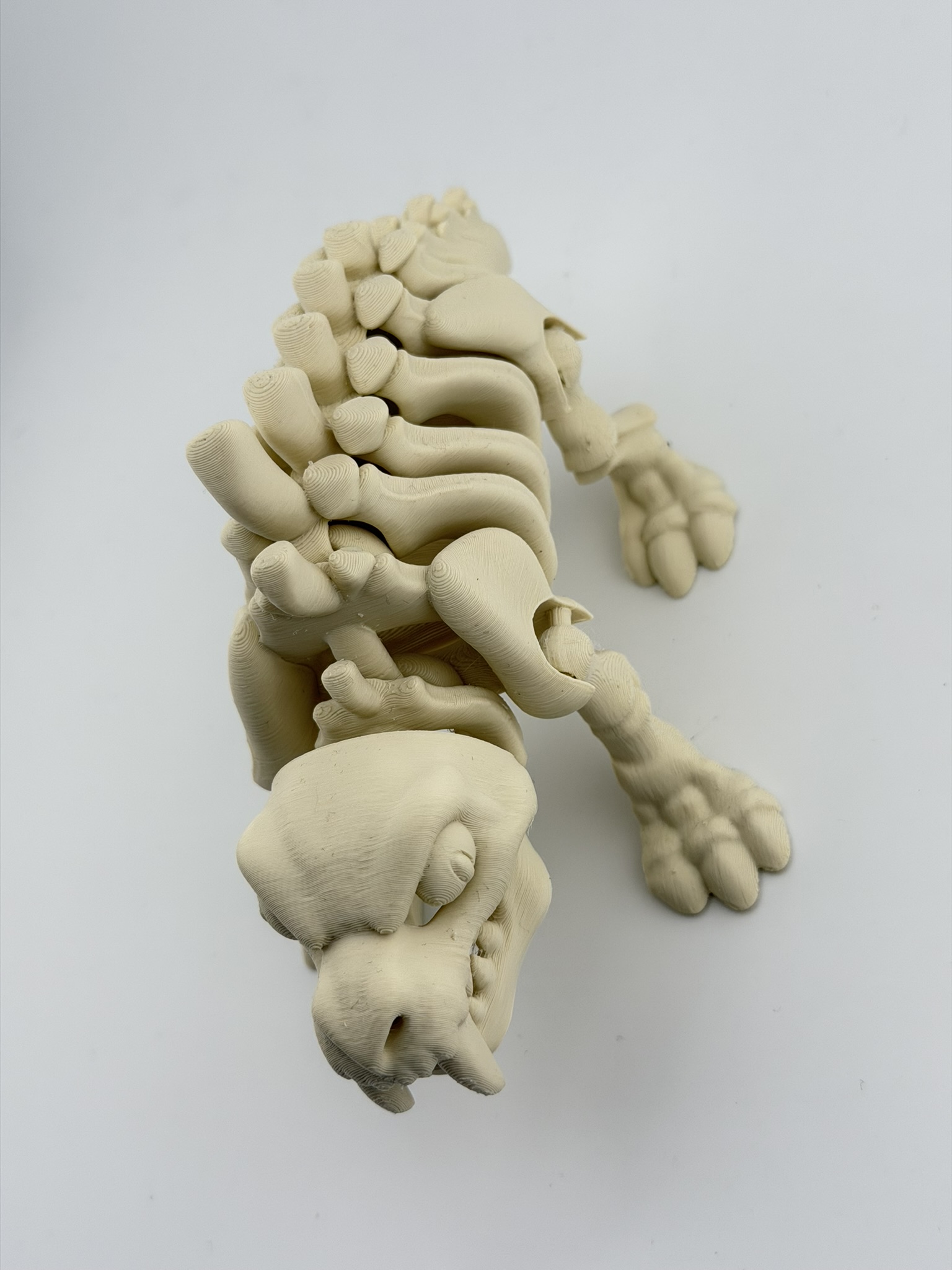 Ruchomy szkielet tygrysa szablozębnego 3D - obrazek 5