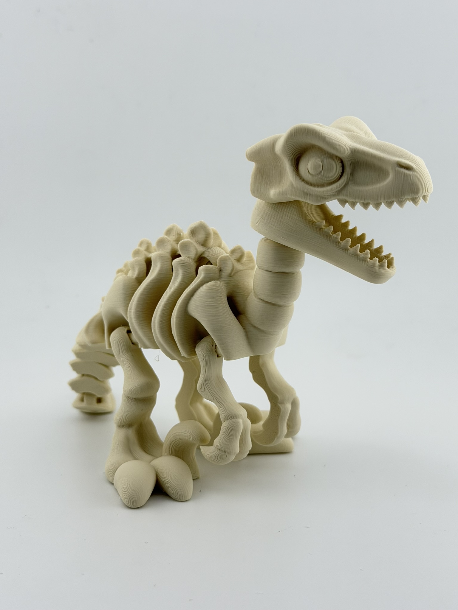 Ruchomy szkielet Velociraptor 3D - obrazek 3