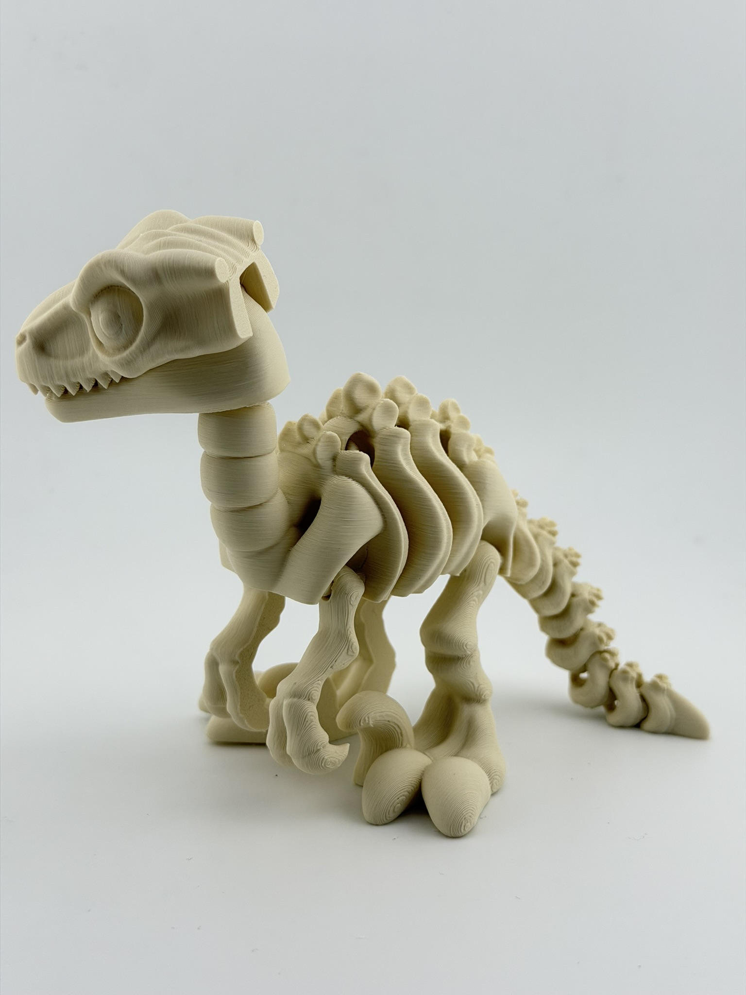 Ruchomy szkielet Velociraptor 3D - obrazek 6