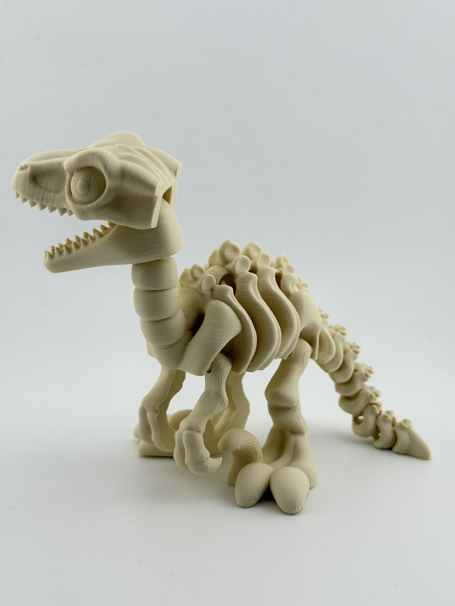 Ruchomy szkielet Velociraptor 3D - obrazek 7